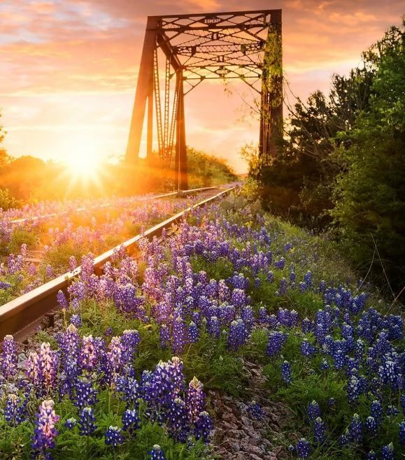 Classy Art Bluebonnet Rails Wall Art-1