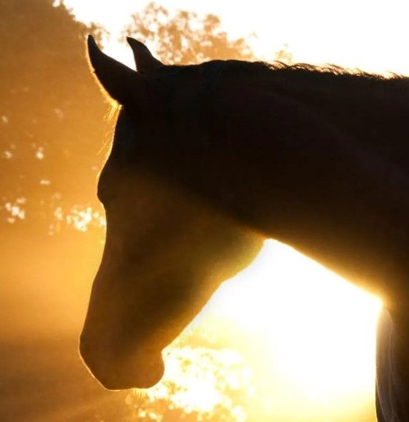 Classy Art Horse Silhoutte Wall Art-1