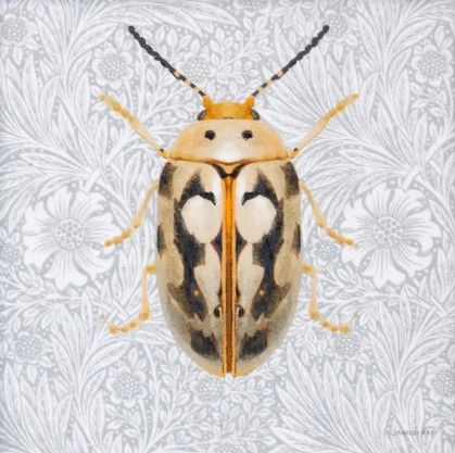 StyleCraft Beetles and Butterflies III Wall Art-1