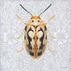 StyleCraft Beetles and Butterflies III Wall Art-1