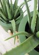 Le Present Green Aloe-3