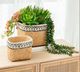 A & B Home Green Faux Dudleya Succulent Stem-4