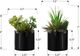 Monarch Specialties Inc. 2-piece 7" Artificial Succulent with Black Pot-2