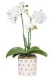 A & B Home White Orchid-0