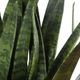 Uttermost® Sansera Snake Baige/Tan Accent Plant-5