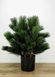 Le Present Pinus Green 28" Faux Botanical-4