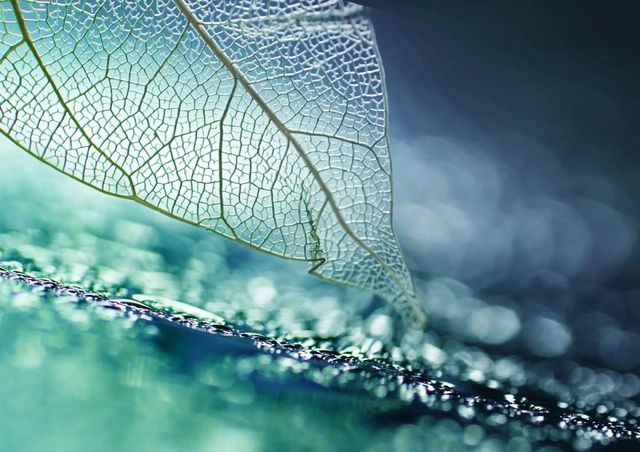 Classy Art Leaf Skeleton Wall Art-0