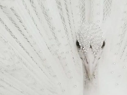 Classy Art White Peacock 40 x 60 Tempered Glass-1