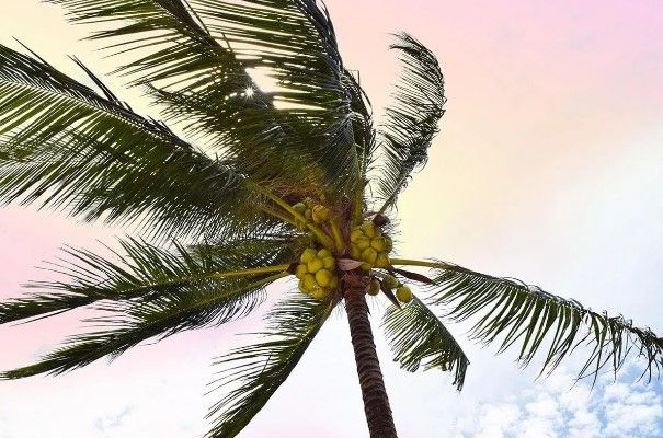 Classy Art Palm Breeze by Natalie Carpentieri Wall Art-0