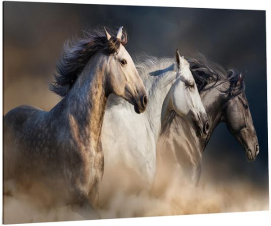 Classy Living Wild Stallion Trio Wall Art-3