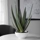Uttermost® Evarado Glossy White/Green Aloe Planter-1