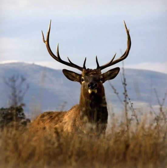 Classy Art Big Elk Charlo by Danita Delimont Wall Art-0