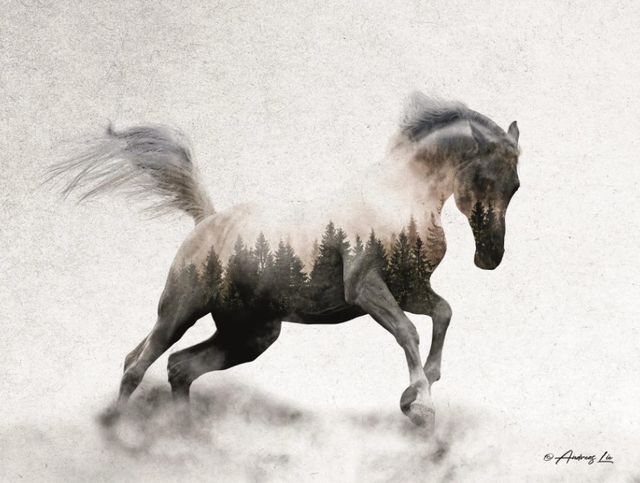 Classy Art Running White Stallion by Andreas Lie Wall Art-0