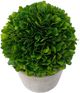 A & B Home Green Preserved Boxwood Potted Ball-1