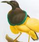 A & B Home 2-Piece Brown/White/Yellow Birds Wall Art Set-4
