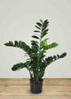 Le Present Zamioculcas Green Faux Botanical Cylindrica-4
