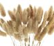 A & B Home Natural Dried Bunny Tail Bundle-2