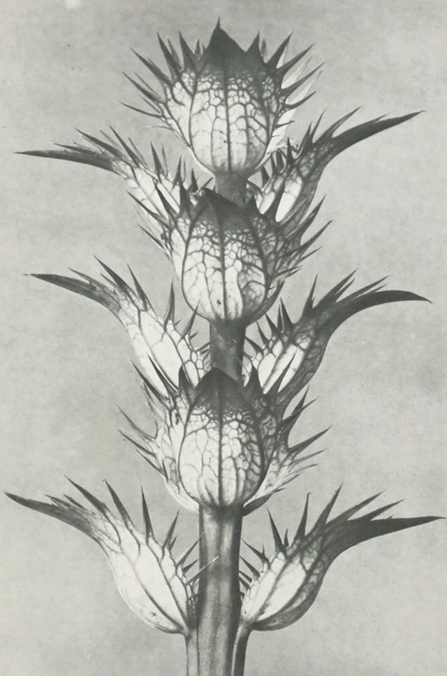 Stylecraft Plant 4 Blossfeldt Wall Art-1