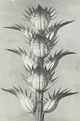 Stylecraft Plant 4 Blossfeldt Wall Art-1