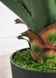 Le Present Dracaena Green Faux Botanical-4
