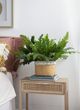 A & B Home Green Un-Real Fern Leaves Bush-3