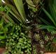 Uttermost® Salar Natural Succulents-5