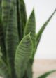 Le Present Sanseveria Green Faux Botanical-3