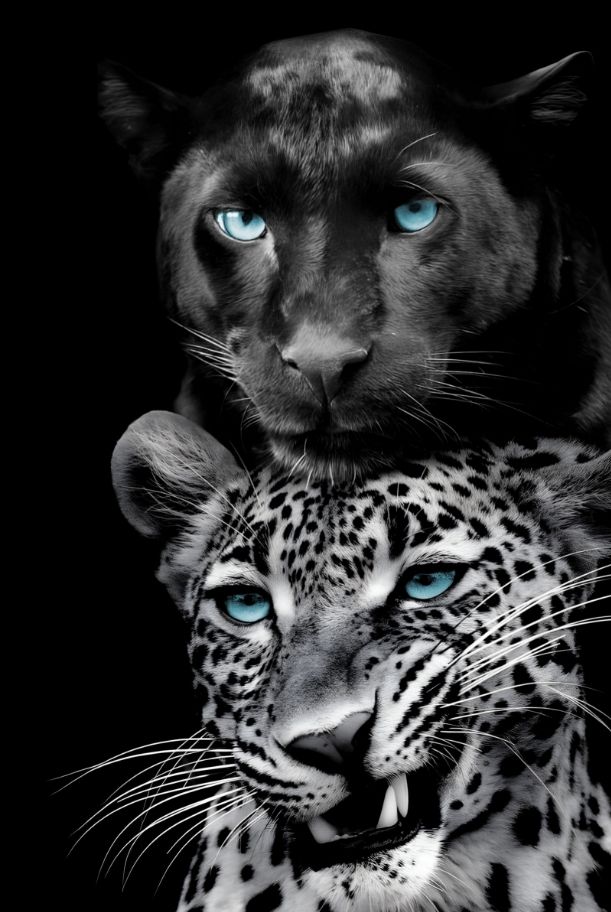 Classy Living Untamed Big Cats Play Too Wall Art-0