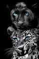 Classy Living Untamed Big Cats Play Too Wall Art-0