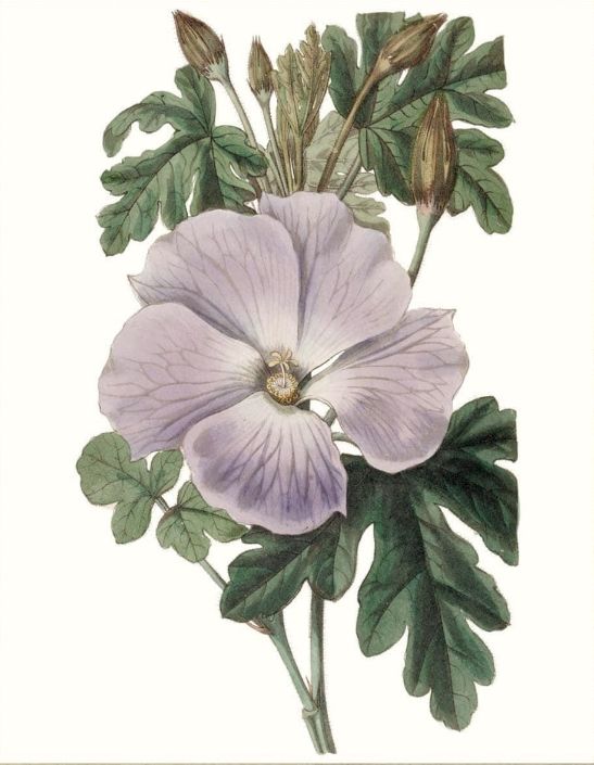 Classy Living Edwards Lavender Beauties I Wall Art-1