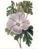 Classy Living Edwards Lavender Beauties I Wall Art-1