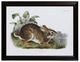 StyleCraft Cottage Hare I Wall Art-0