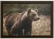 StyleCraft Bear View Wall Art-0