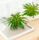A & B Home Green Faux Stonecrop Succulent Stem-3