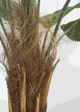 Le Present Licuala Green 54" Faux Botanical Grandis-4