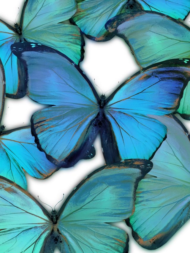 Classy Living Azure & Verdant Butterfly Dance Canvas Wall Art-0