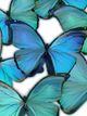 Classy Living Azure & Verdant Butterfly Dance Canvas Wall Art-0