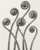 Stylecraft Plant 3 Blossfeldt Wall Art-1
