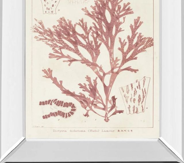 Classy Art Antique Coral Seaweed I by Vision Studio Mirror Framed Wall Art-1