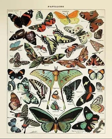 Classy Art Papillons I by Susan Ball Wall Art-0