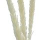 A & B Home White Dried Natural Pampas Grass Bundle-1