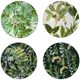 A & B Home 4-Piece Black/Green Botanical Print Decorative Charger Plate Set-0
