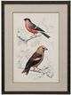 Stylecraft D'Orbigny Birds IV Gray/White Wall Art-0