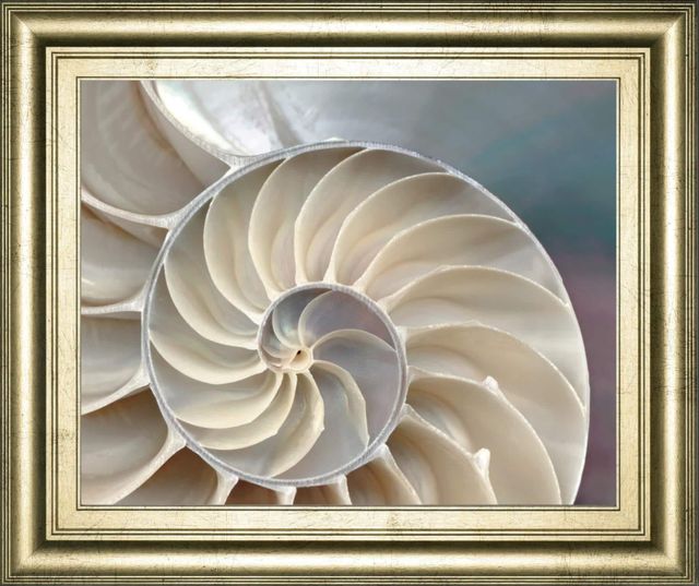 Classy Living Levine, A Nautilus Wall Art-0
