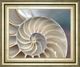 Classy Living Levine, A Nautilus Wall Art-0