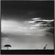 Stylecraft Dann Folely Lifestyle Soft Safari Black/Gray/Light Gray Wall Art-0
