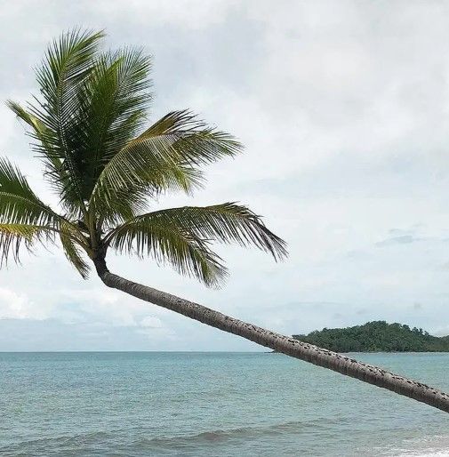 Classy Art Leaning Palm by Carol Robinson Wall Art-1