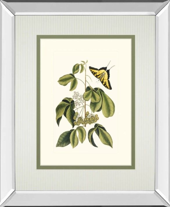 Classy Art Papilio Antilochus by Marc Catesby Wall Art-0