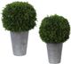 Uttermost® by Constance Lael-Linyard Cypress Globes 2-Piece Foliage-0