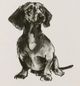 Stylecraft Modern Dog IV Wall Art-1